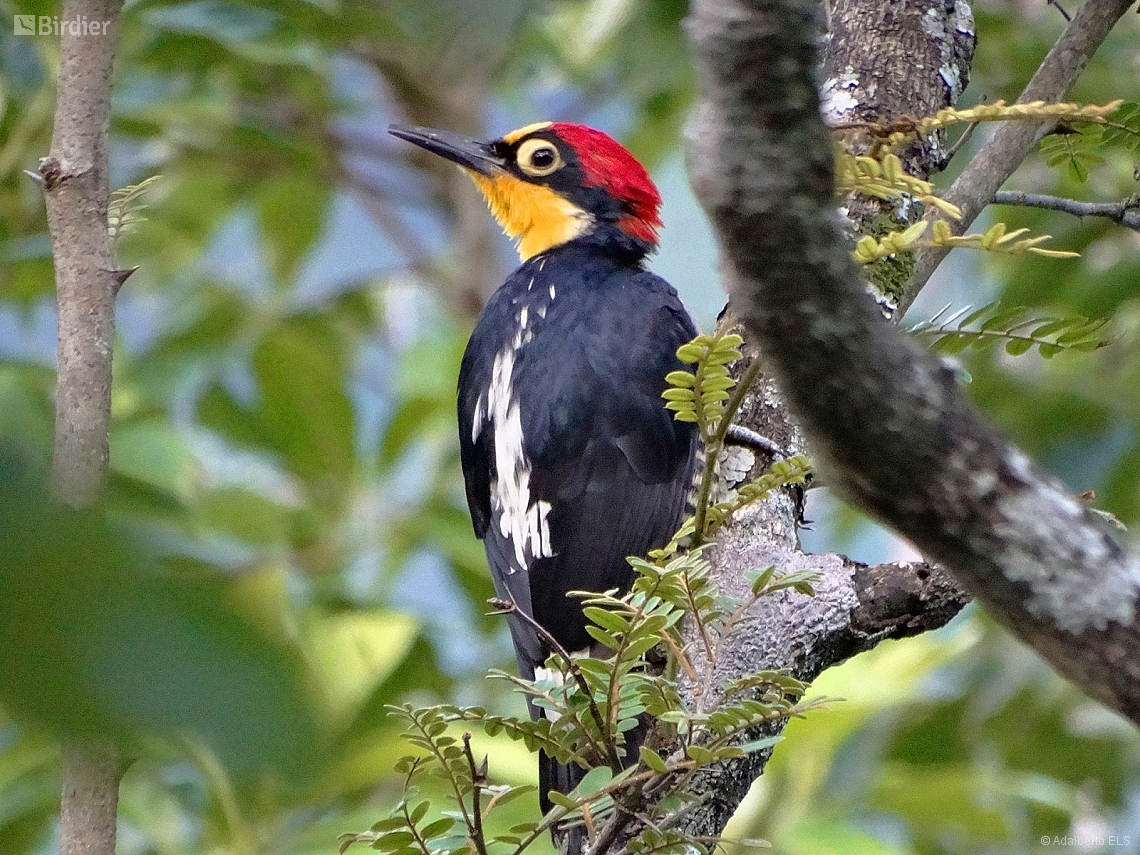 Melanerpes flavifrons