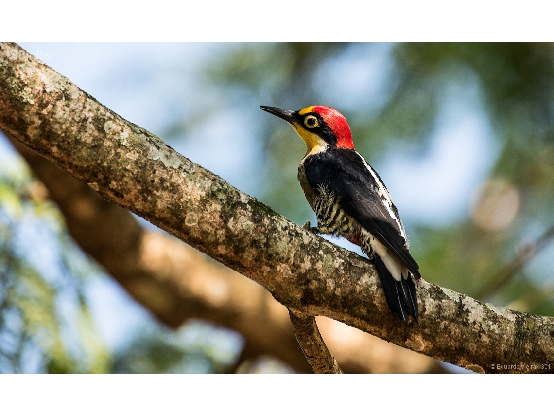 Melanerpes flavifrons