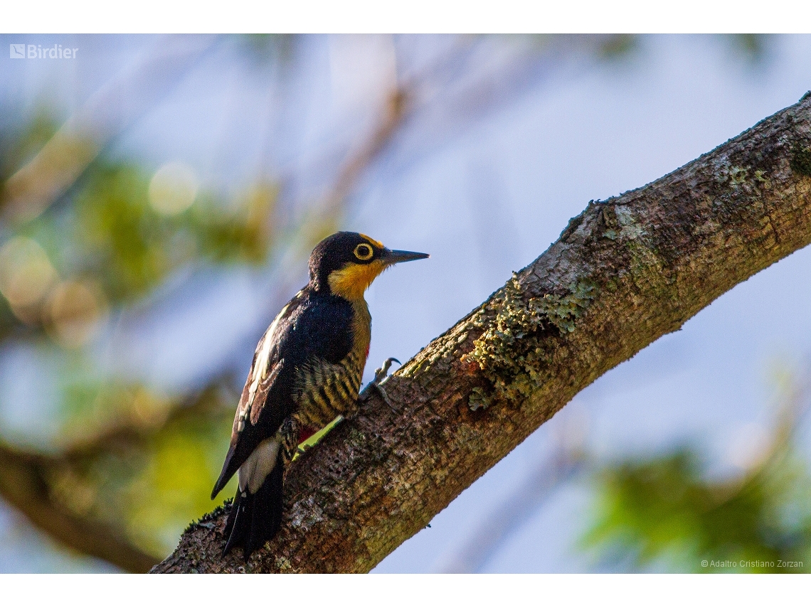 Melanerpes flavifrons