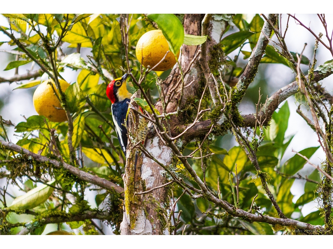 Melanerpes flavifrons