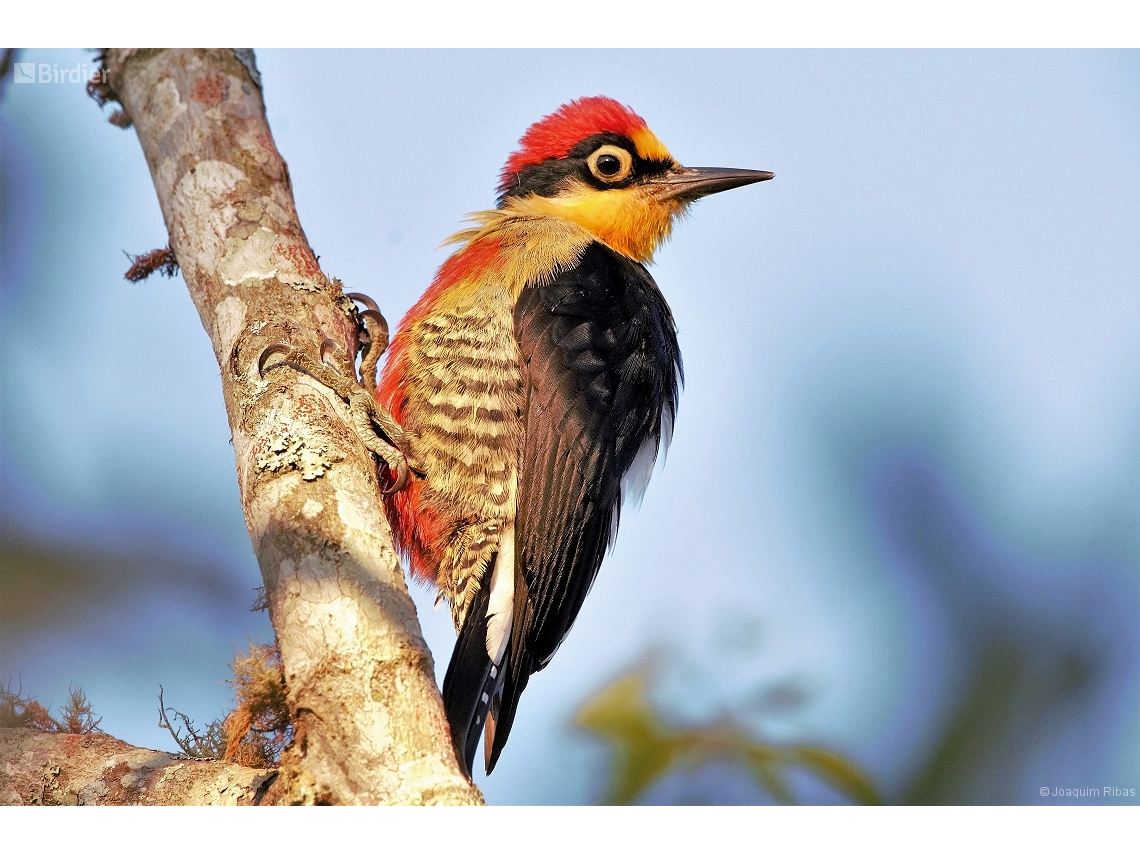 Melanerpes flavifrons