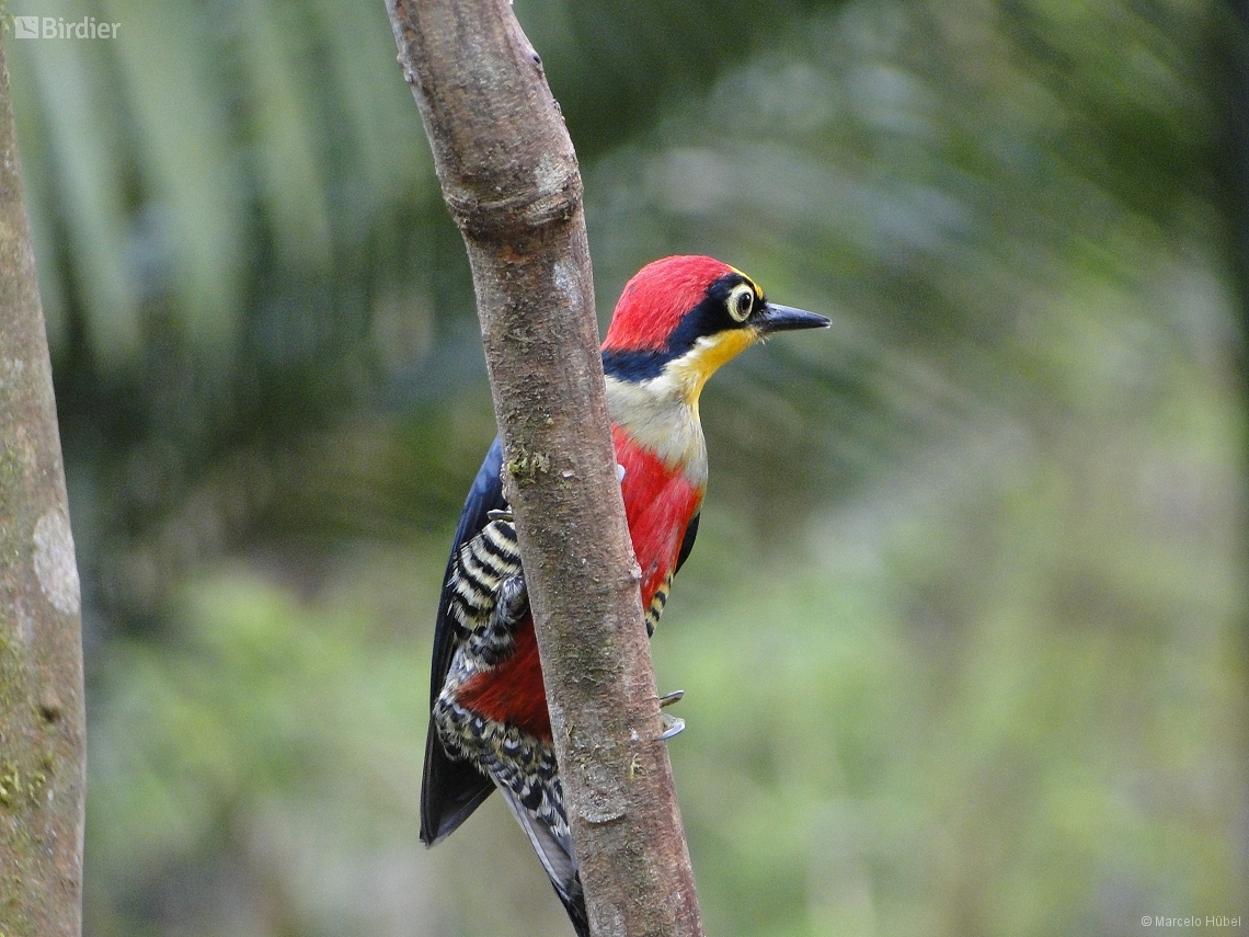 Melanerpes flavifrons
