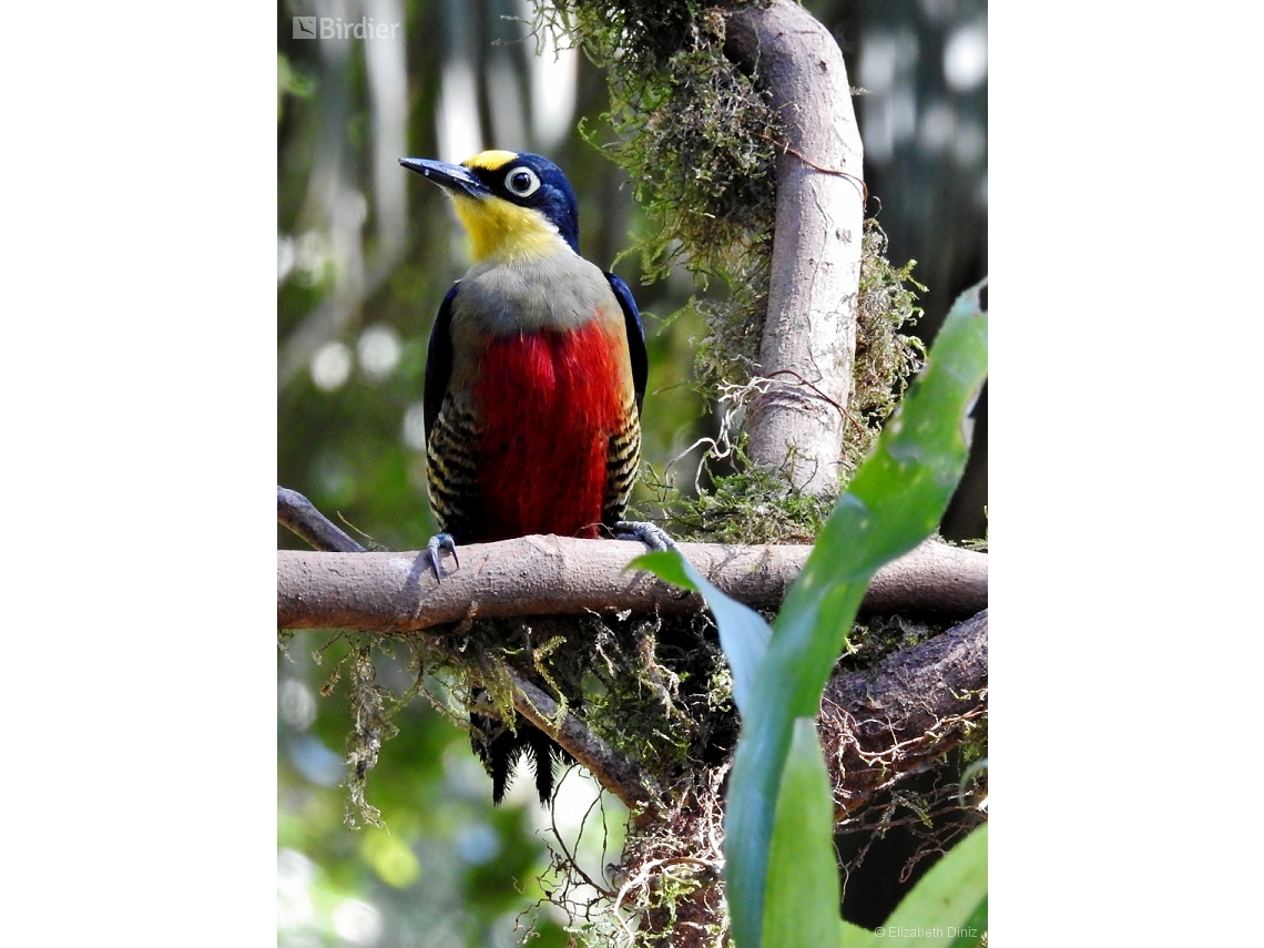 Melanerpes flavifrons