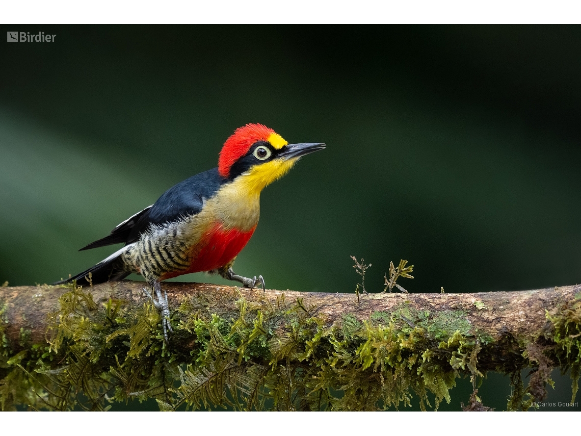 Melanerpes flavifrons