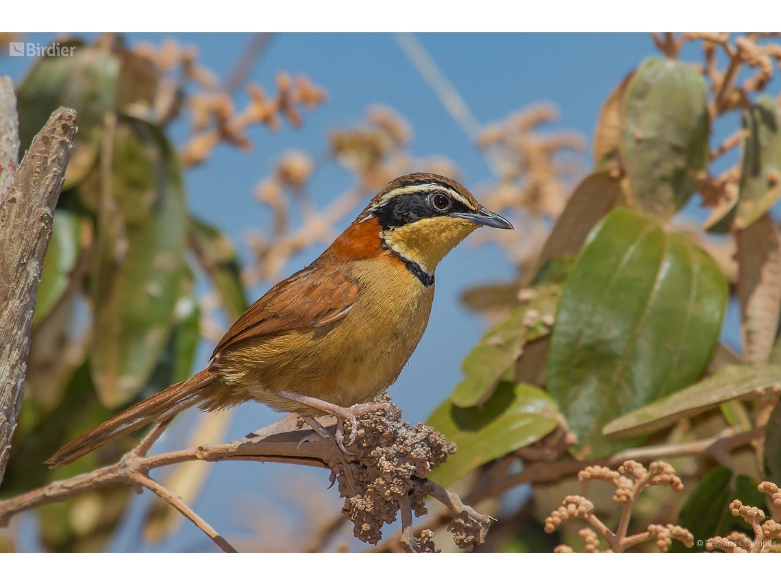 Melanopareia torquata