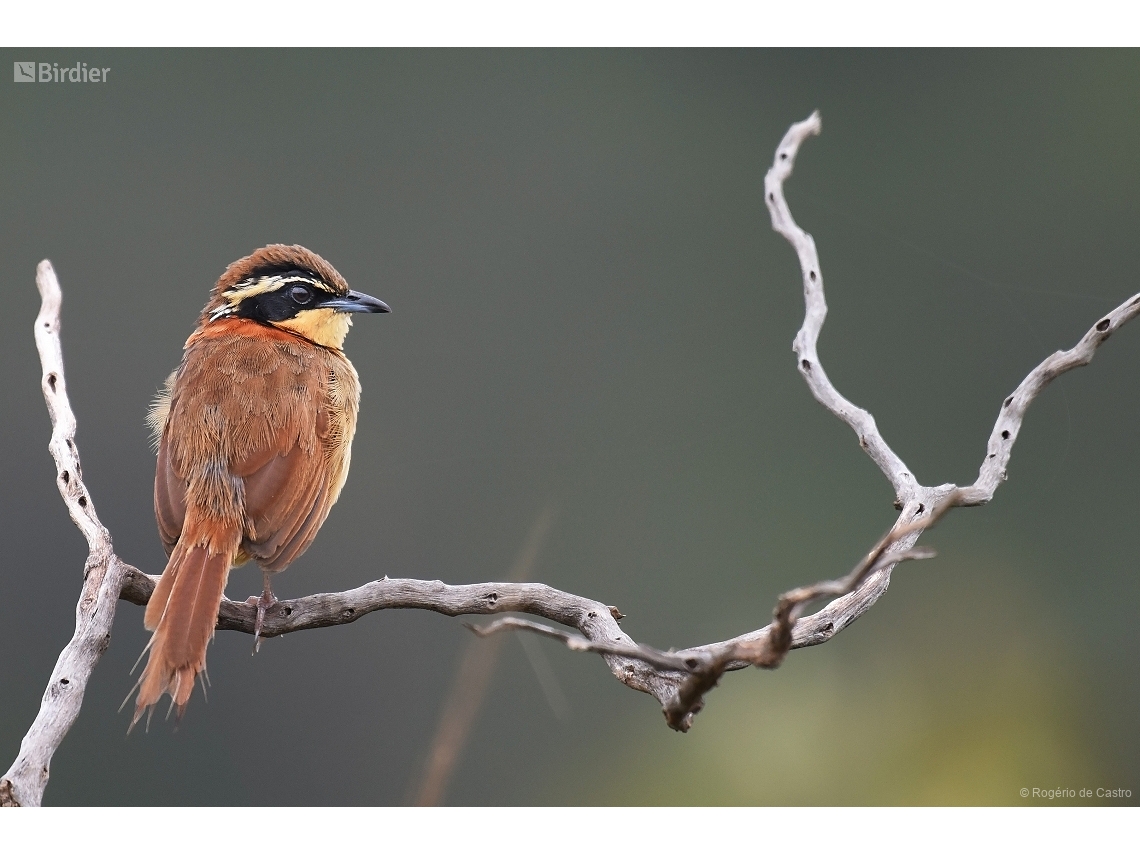 Melanopareia torquata