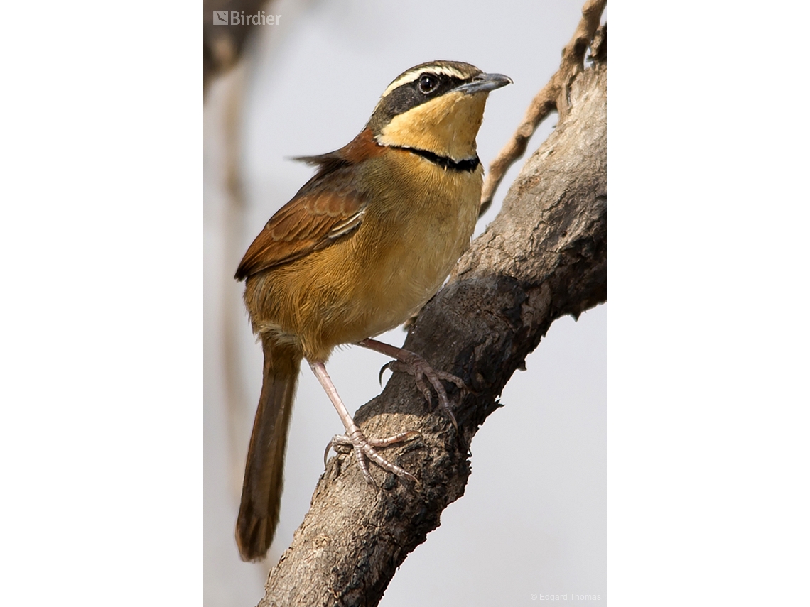 Melanopareia torquata