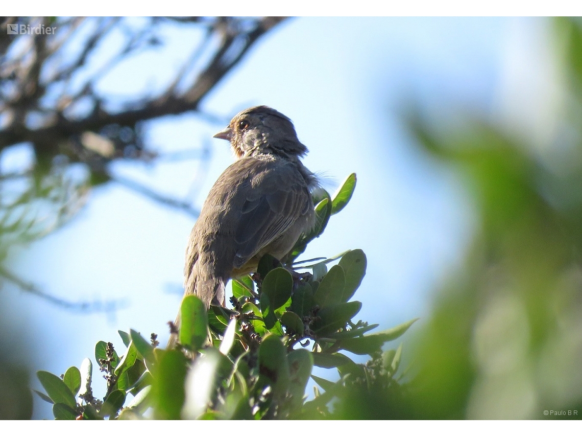 Melozone crissalis