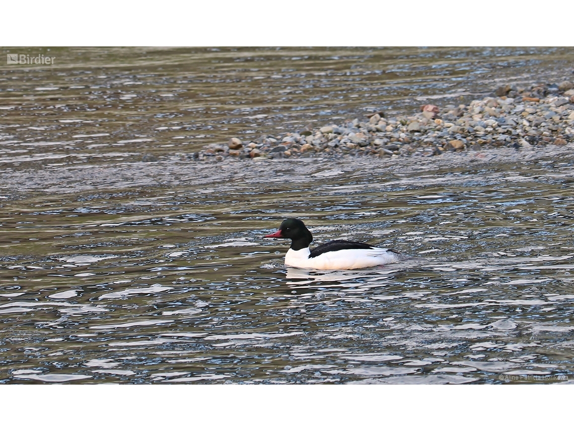 Mergus merganser