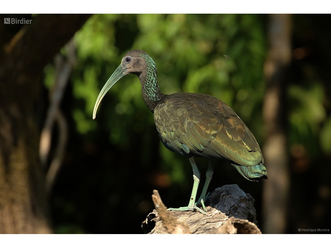 Mesembrinibis cayennensis