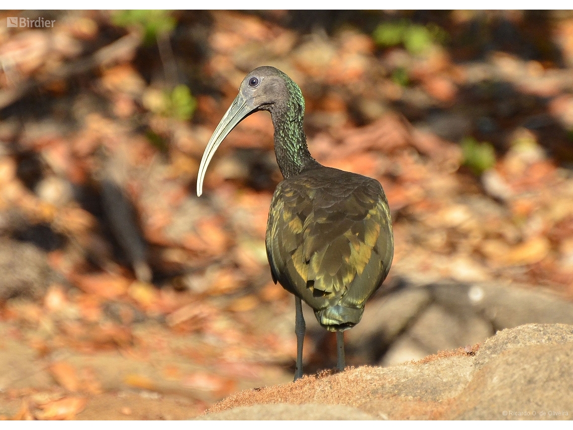 Mesembrinibis cayennensis