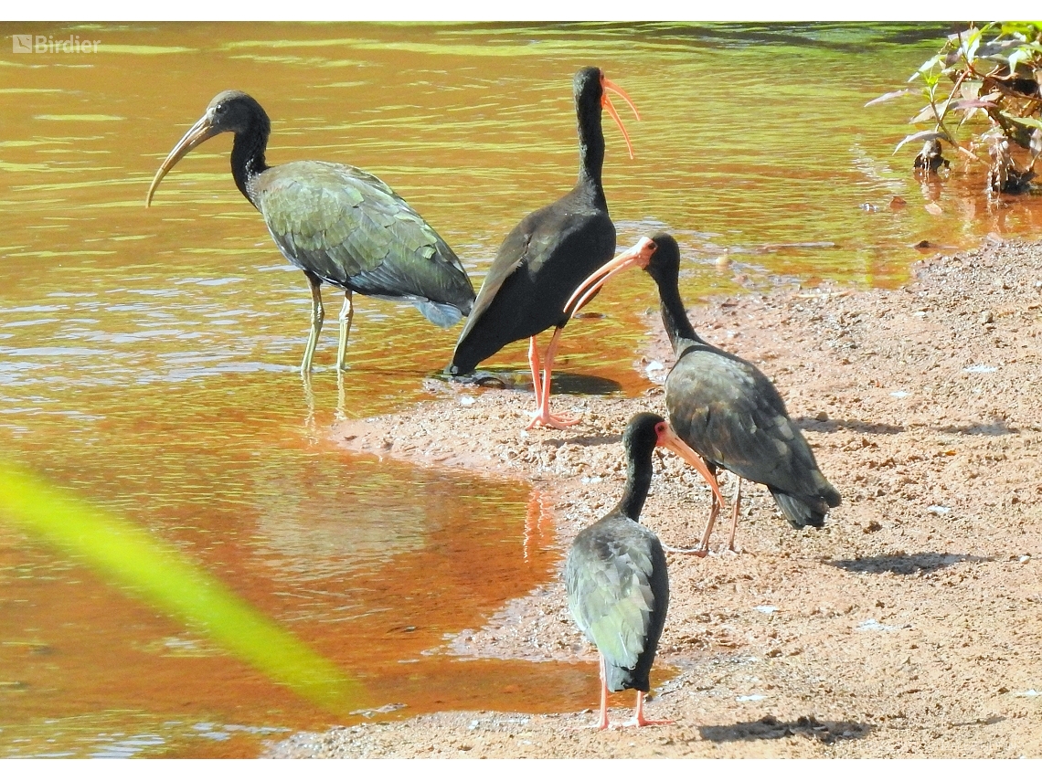Mesembrinibis cayennensis