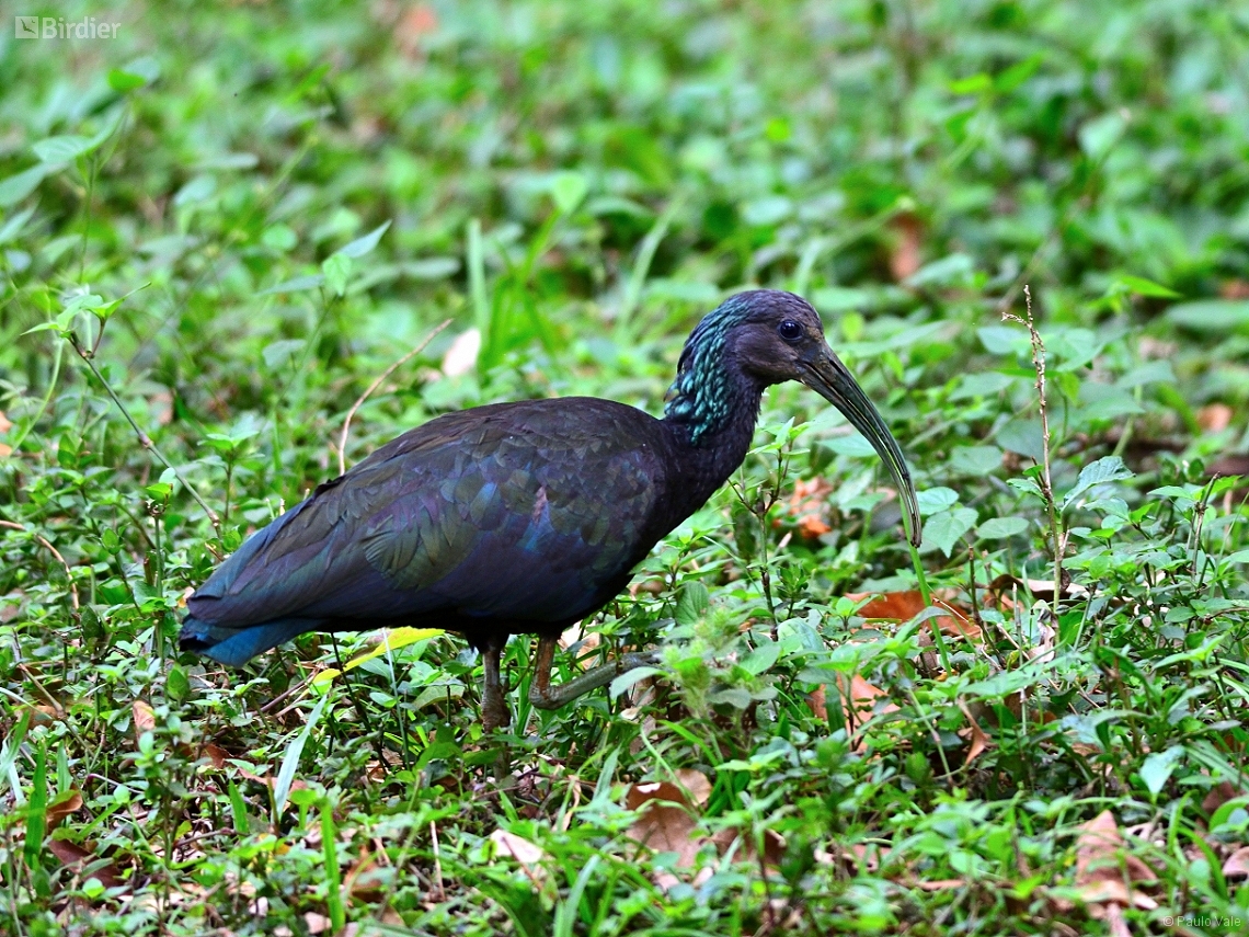 Mesembrinibis cayennensis