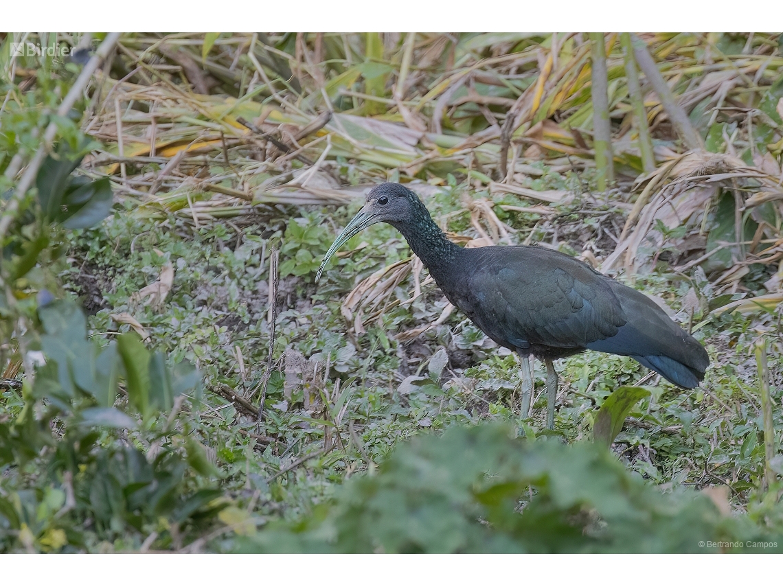 Mesembrinibis cayennensis