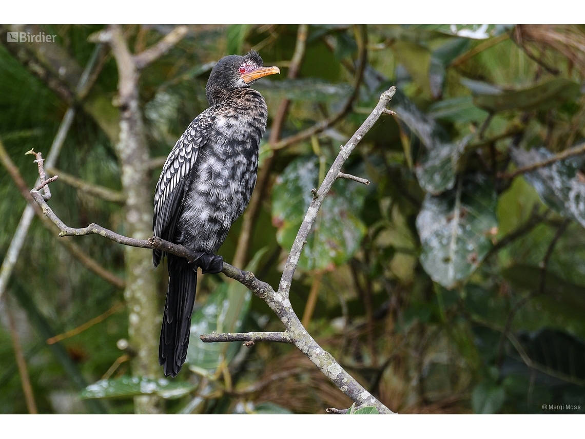 Microcarbo africanus