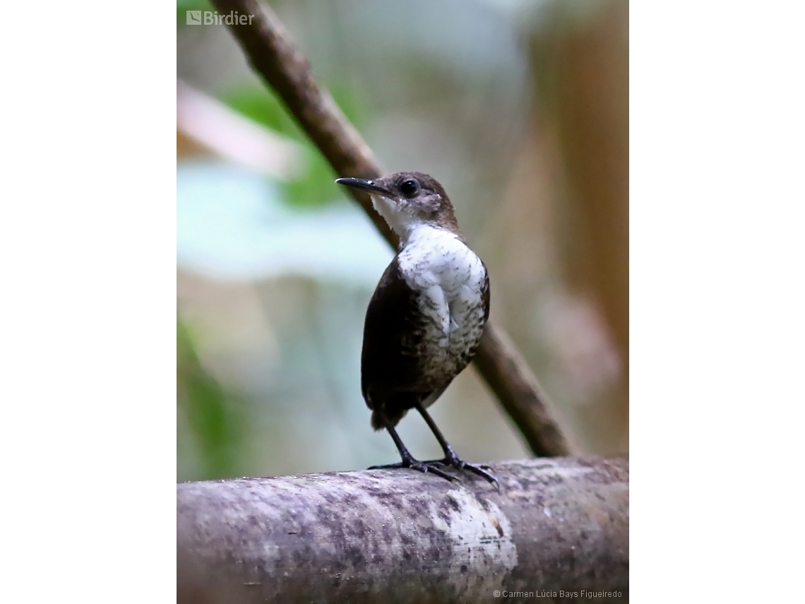 Microcerculus marginatus