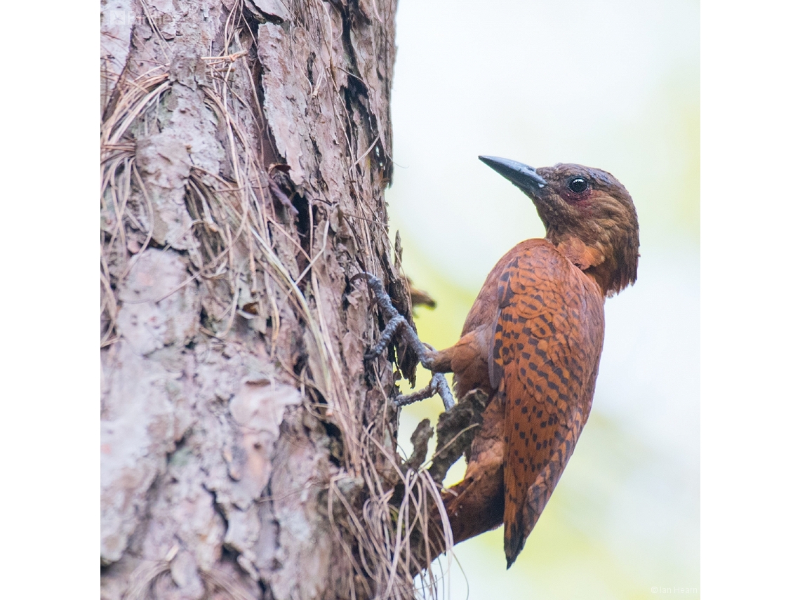 Micropternus brachyurus