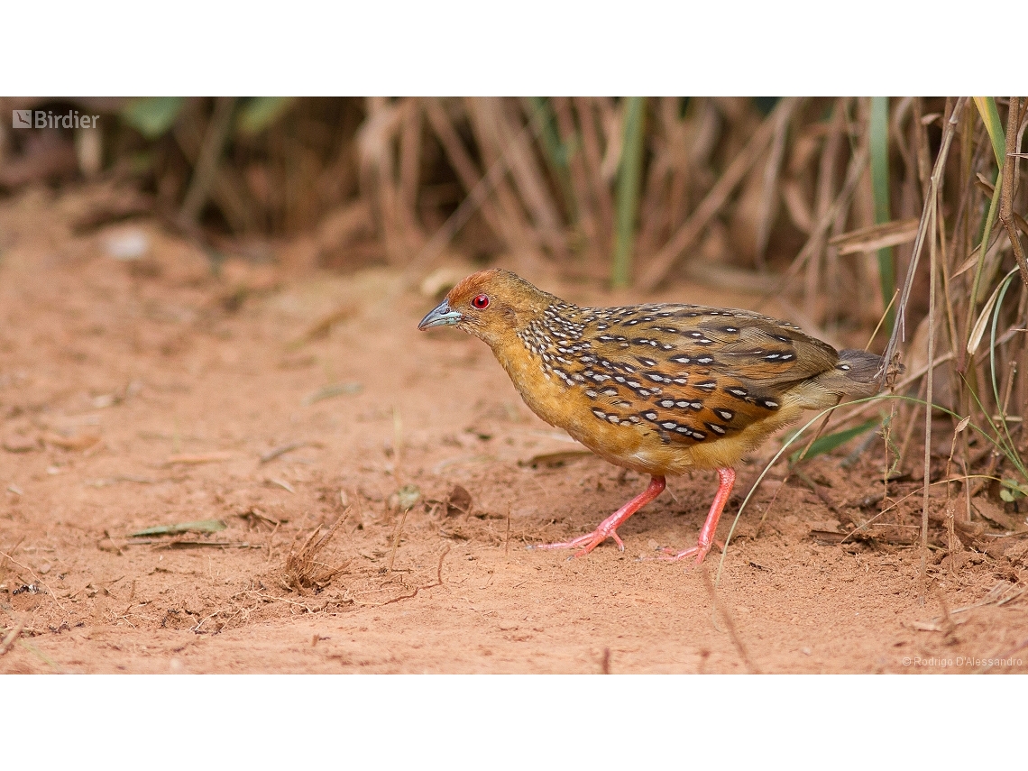 Rufirallus schomburgkii