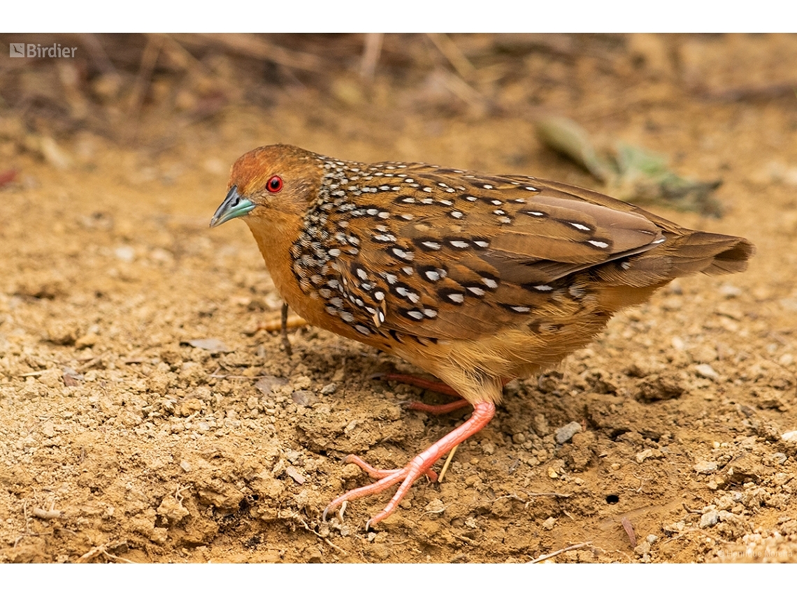 Rufirallus schomburgkii