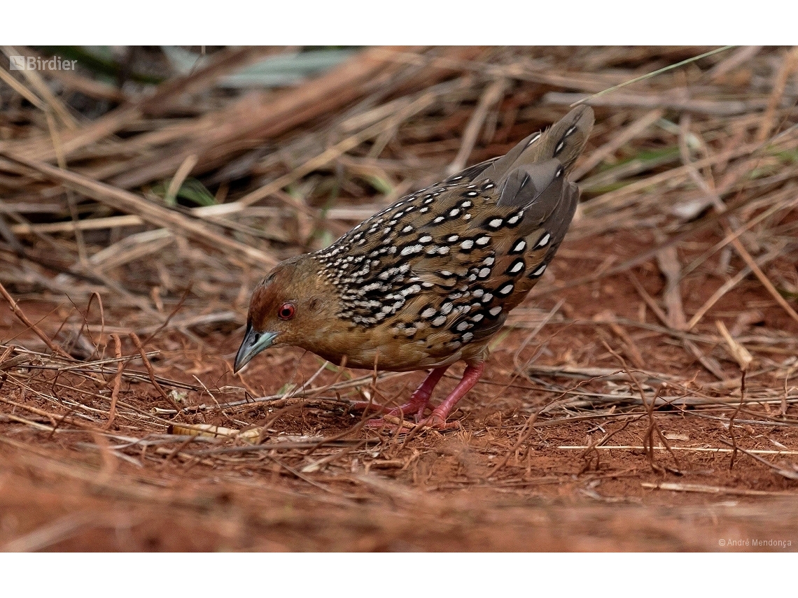 Rufirallus schomburgkii