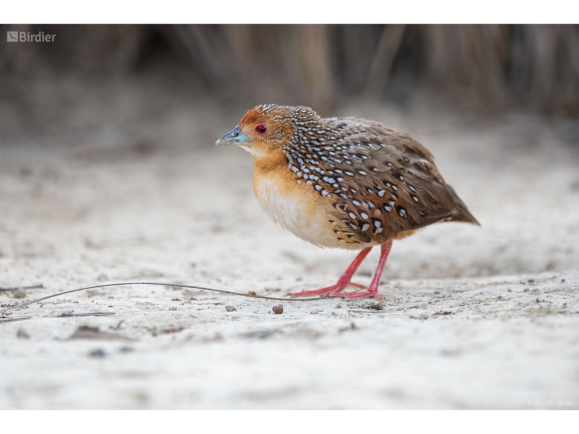 Rufirallus schomburgkii