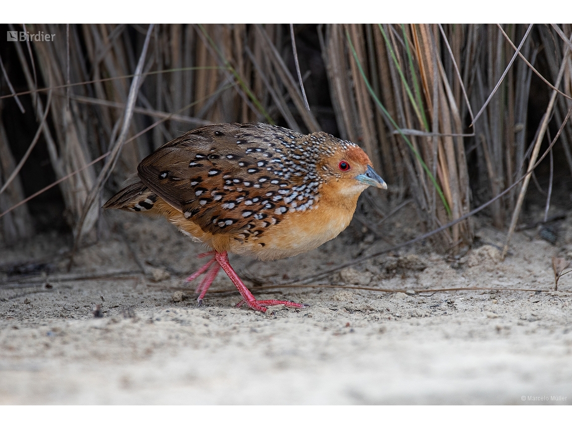 Rufirallus schomburgkii