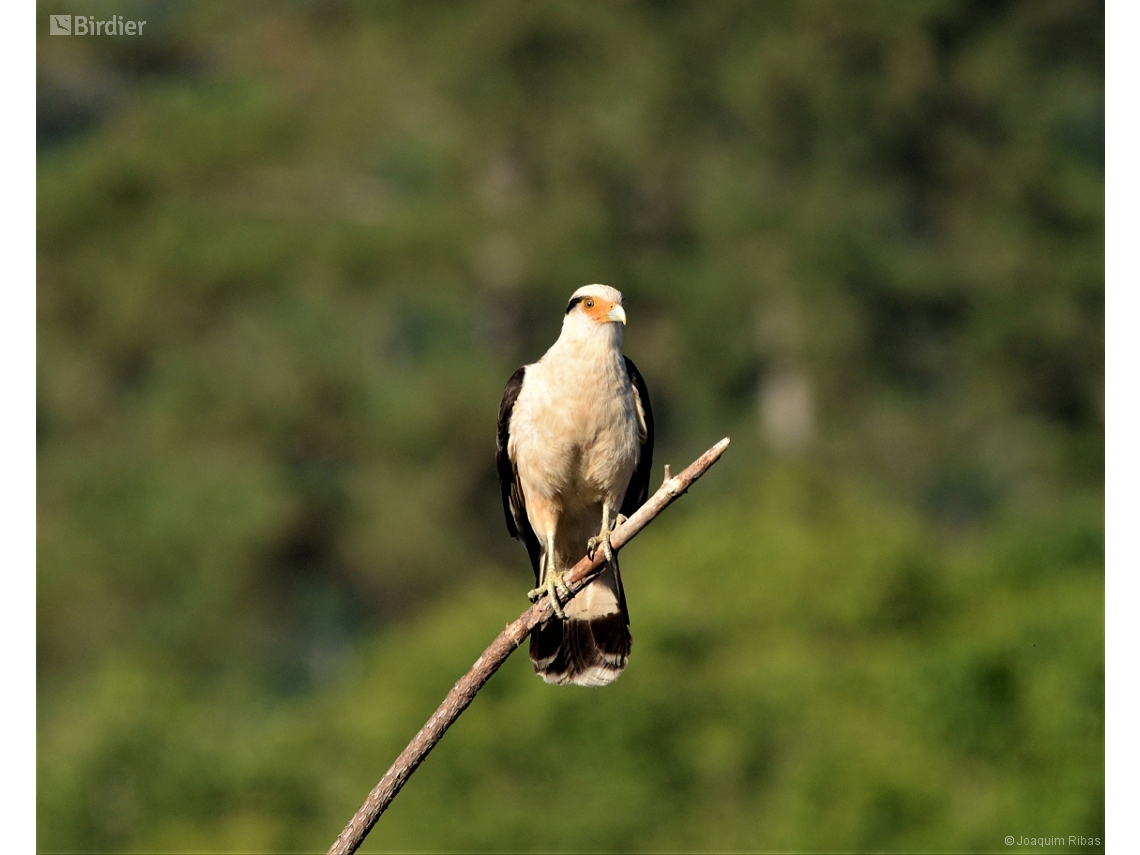 Daptrius chimachima