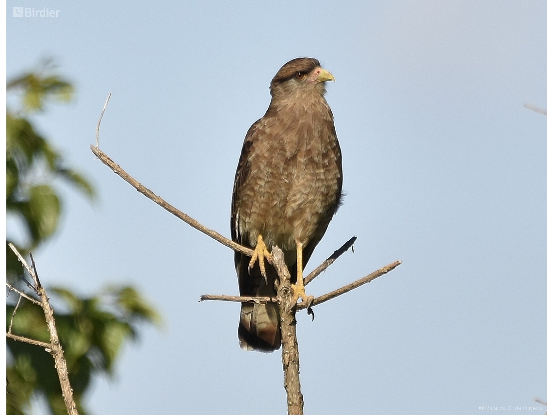Daptrius chimango