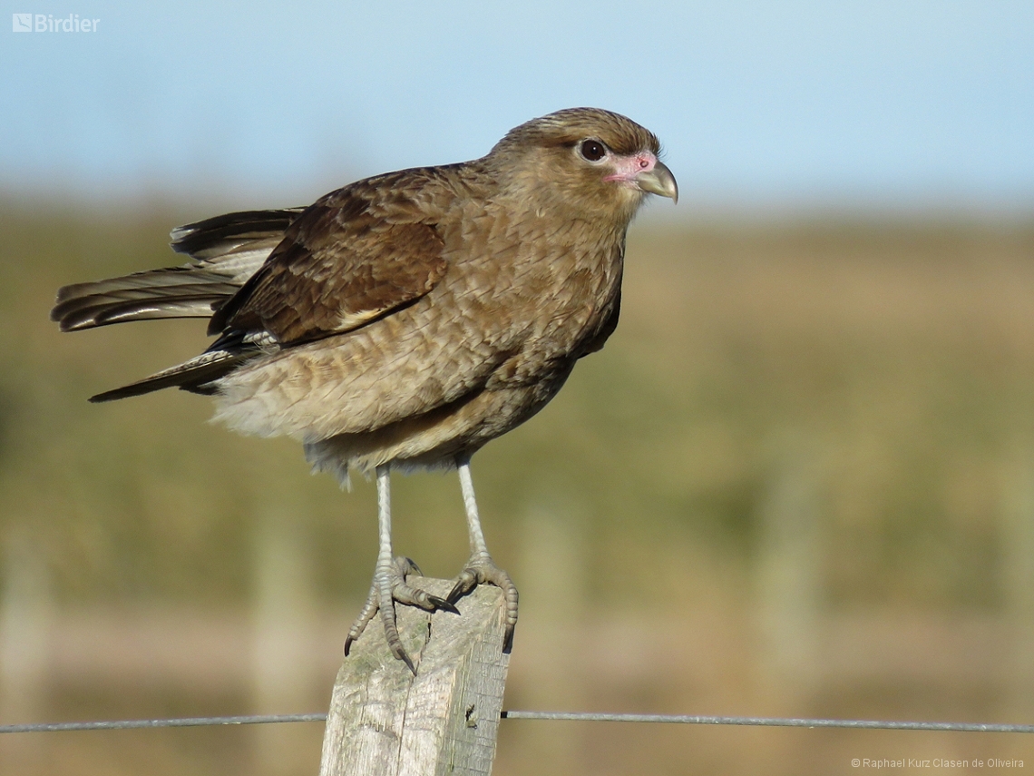 Daptrius chimango