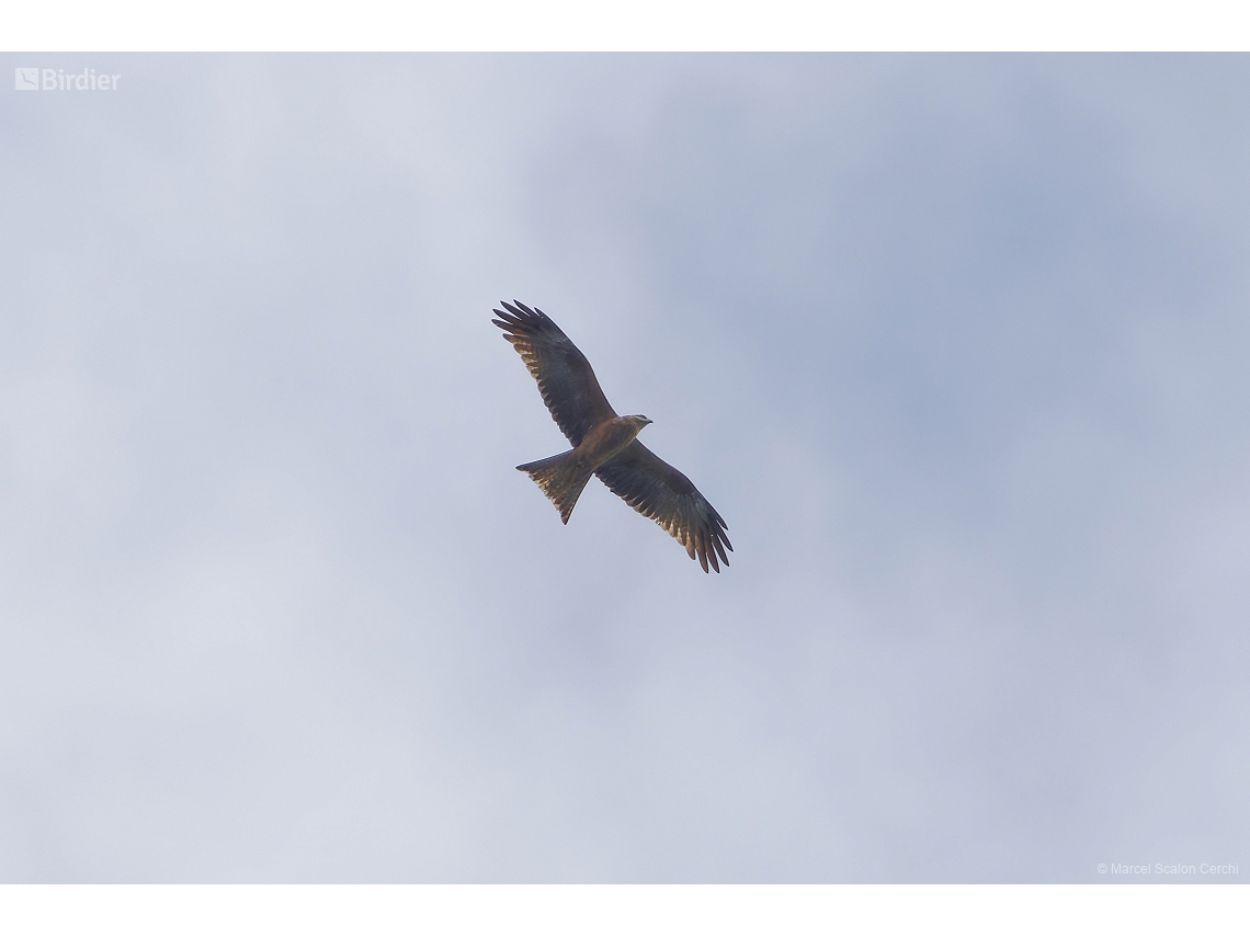 Milvus migrans