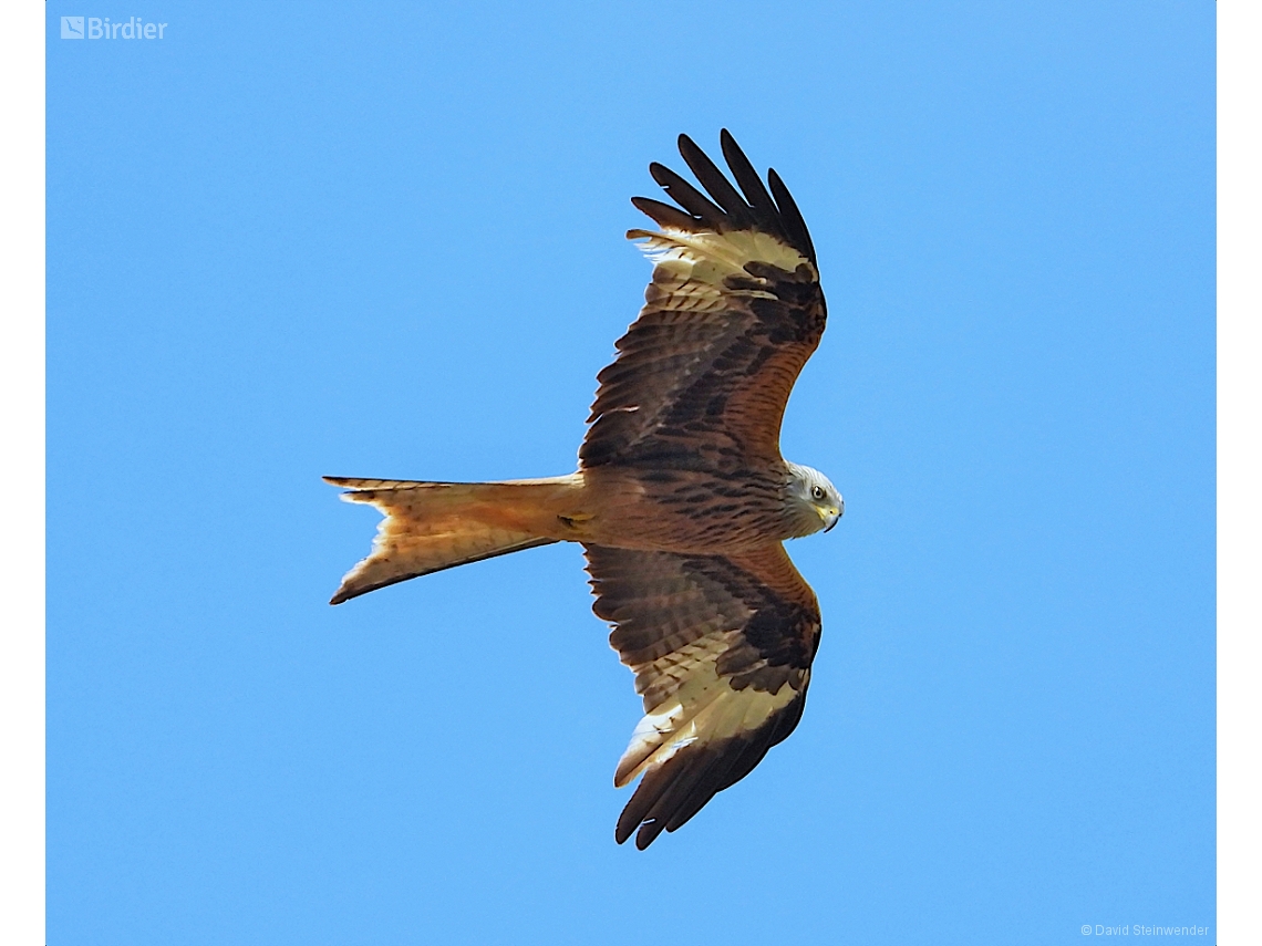 Milvus milvus
