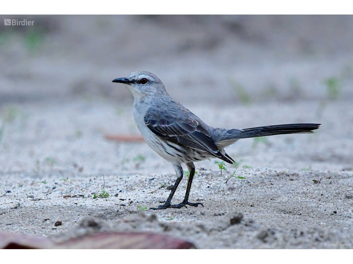 Mimus gilvus