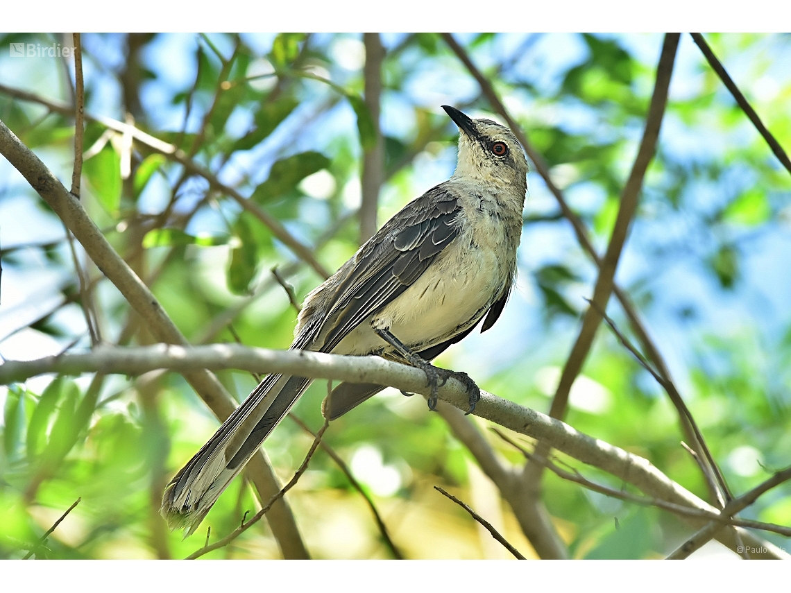 Mimus gilvus