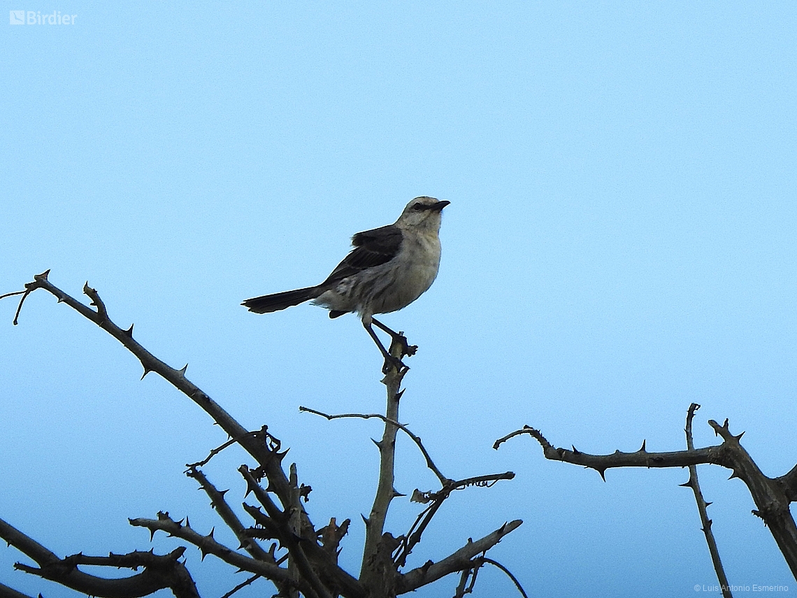 Mimus gilvus
