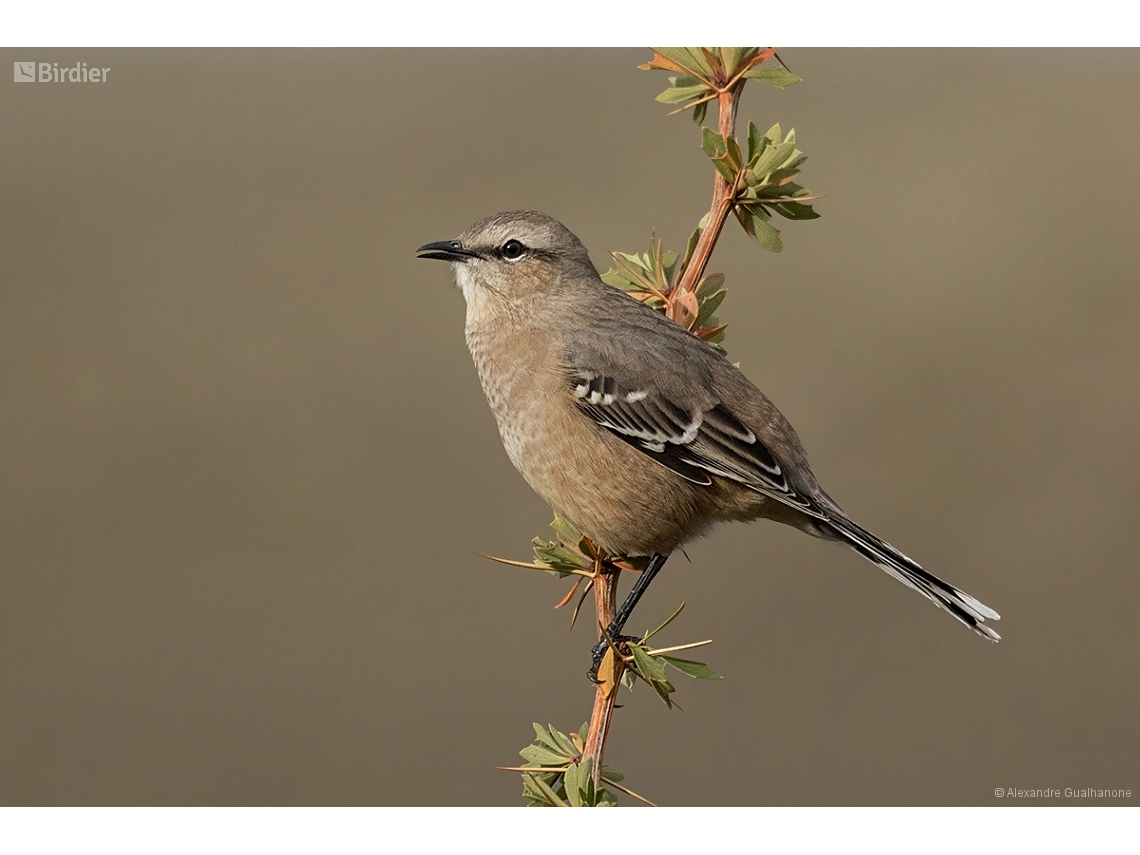 Mimus patagonicus