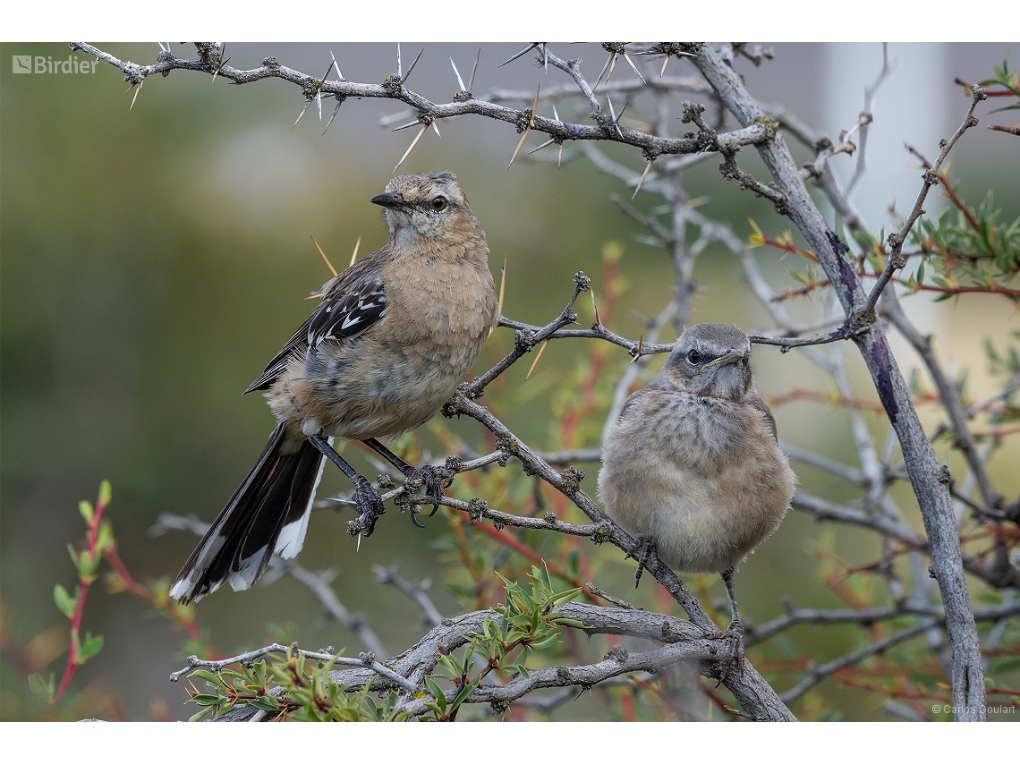 Mimus patagonicus