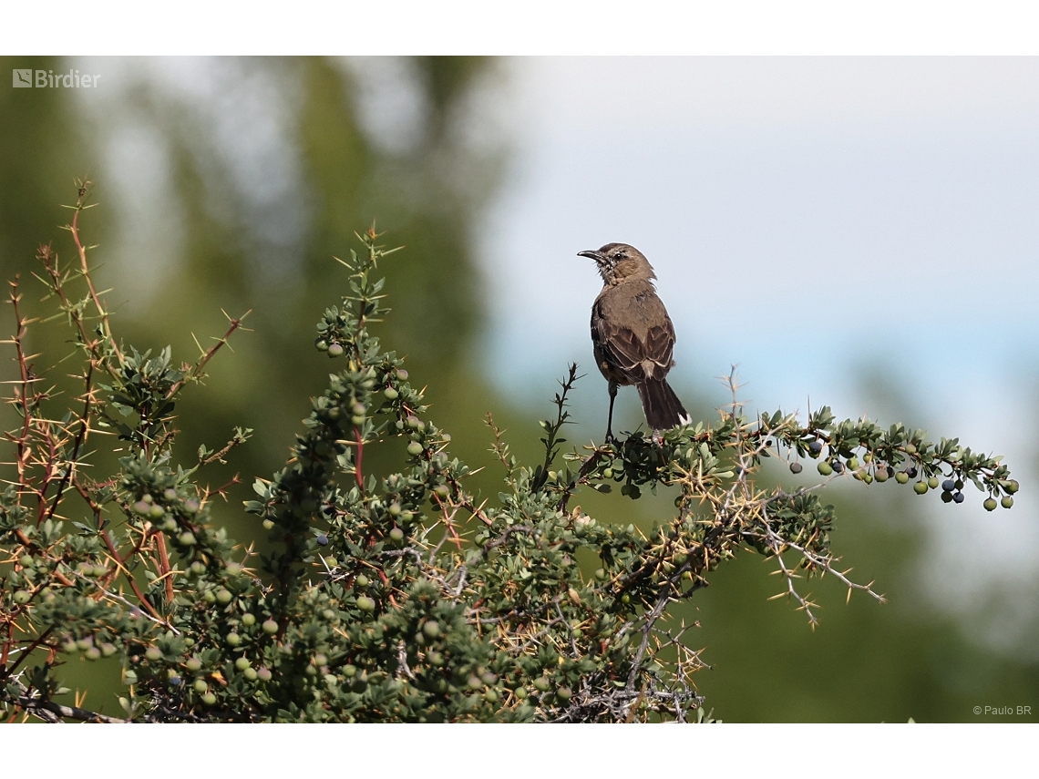 Mimus patagonicus