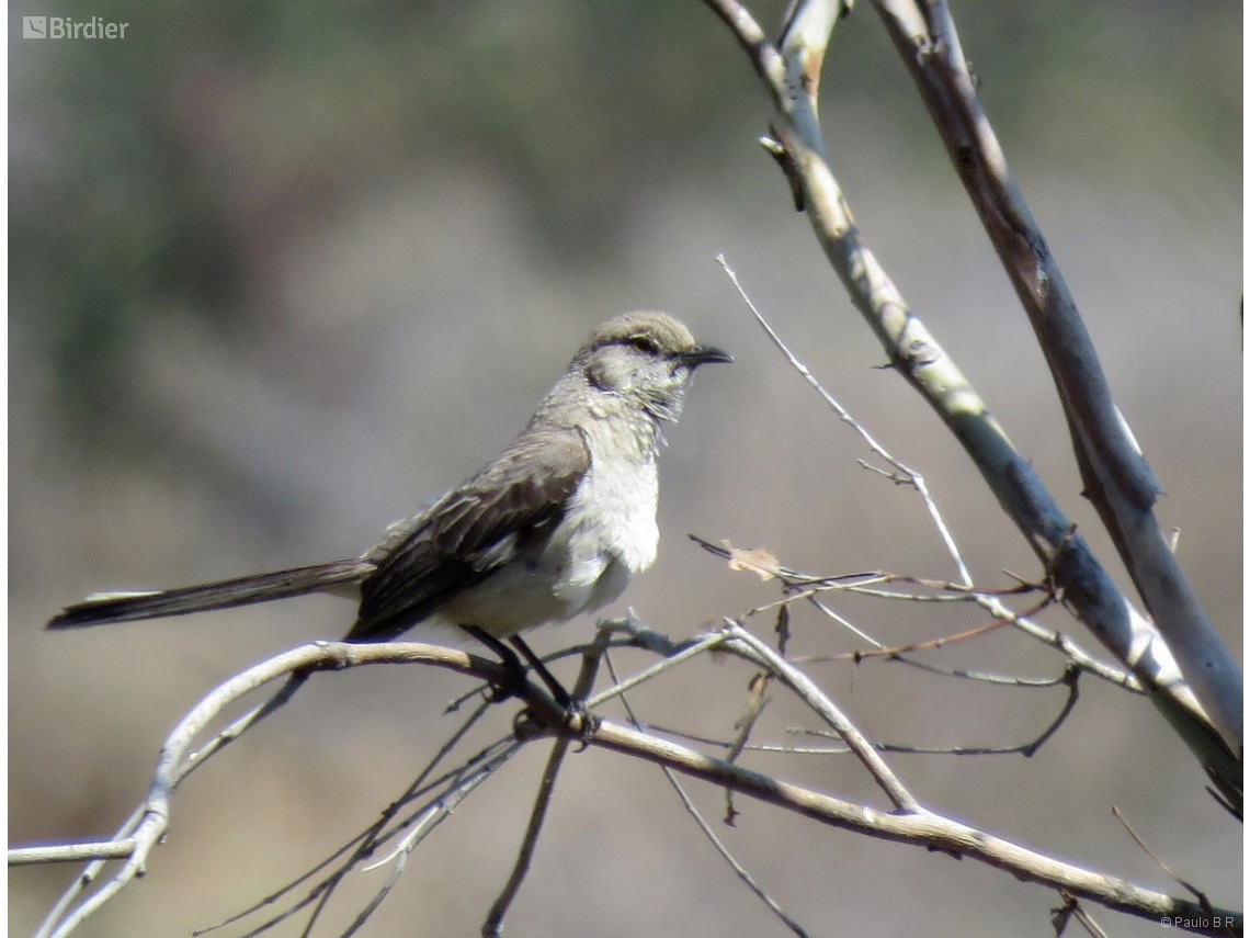 Mimus polyglottos