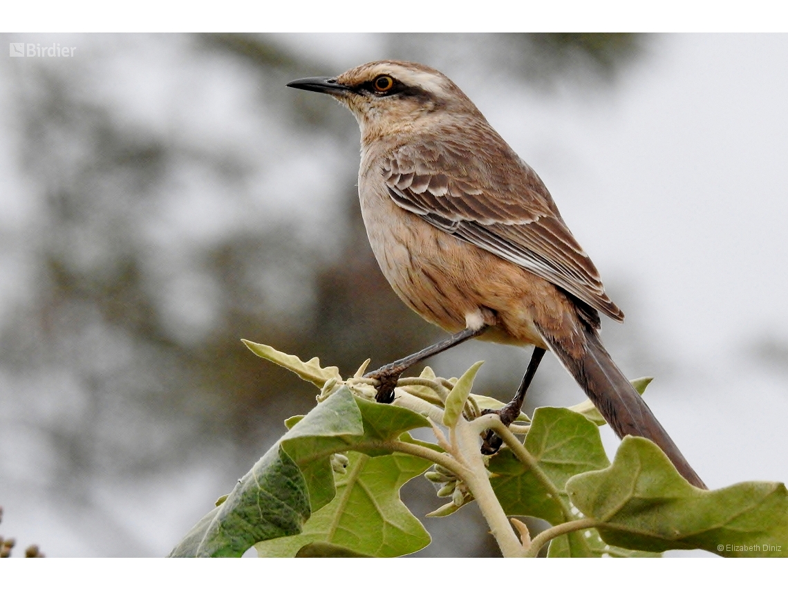 Mimus saturninus