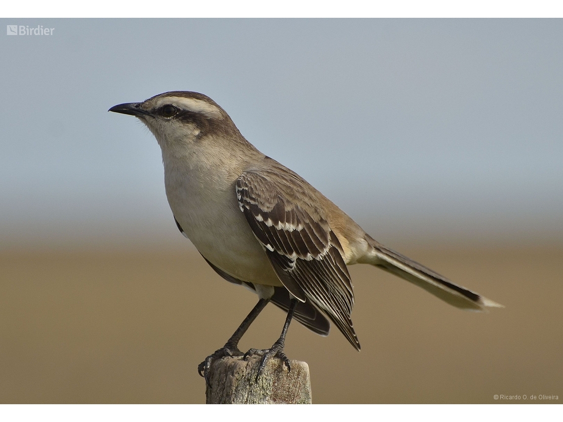 Mimus saturninus