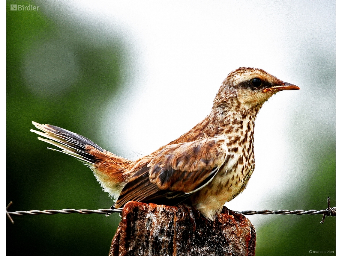 Mimus saturninus