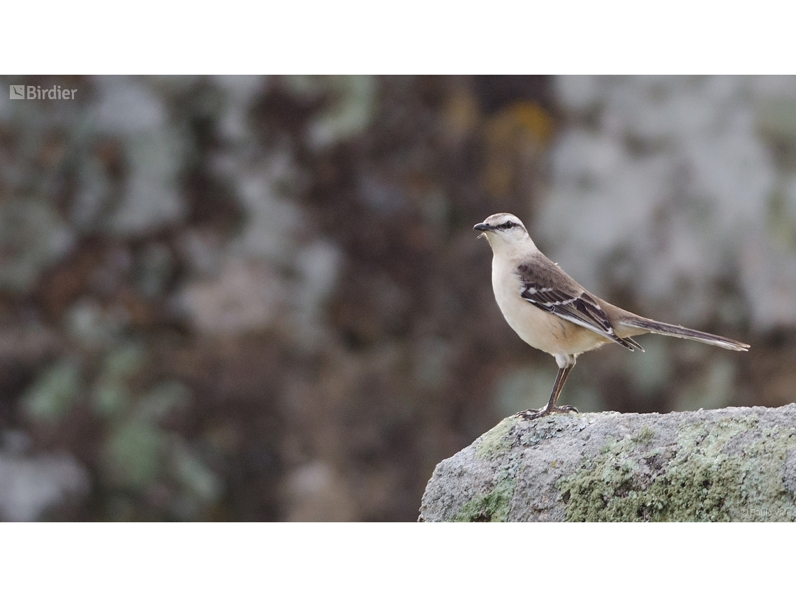 Mimus saturninus