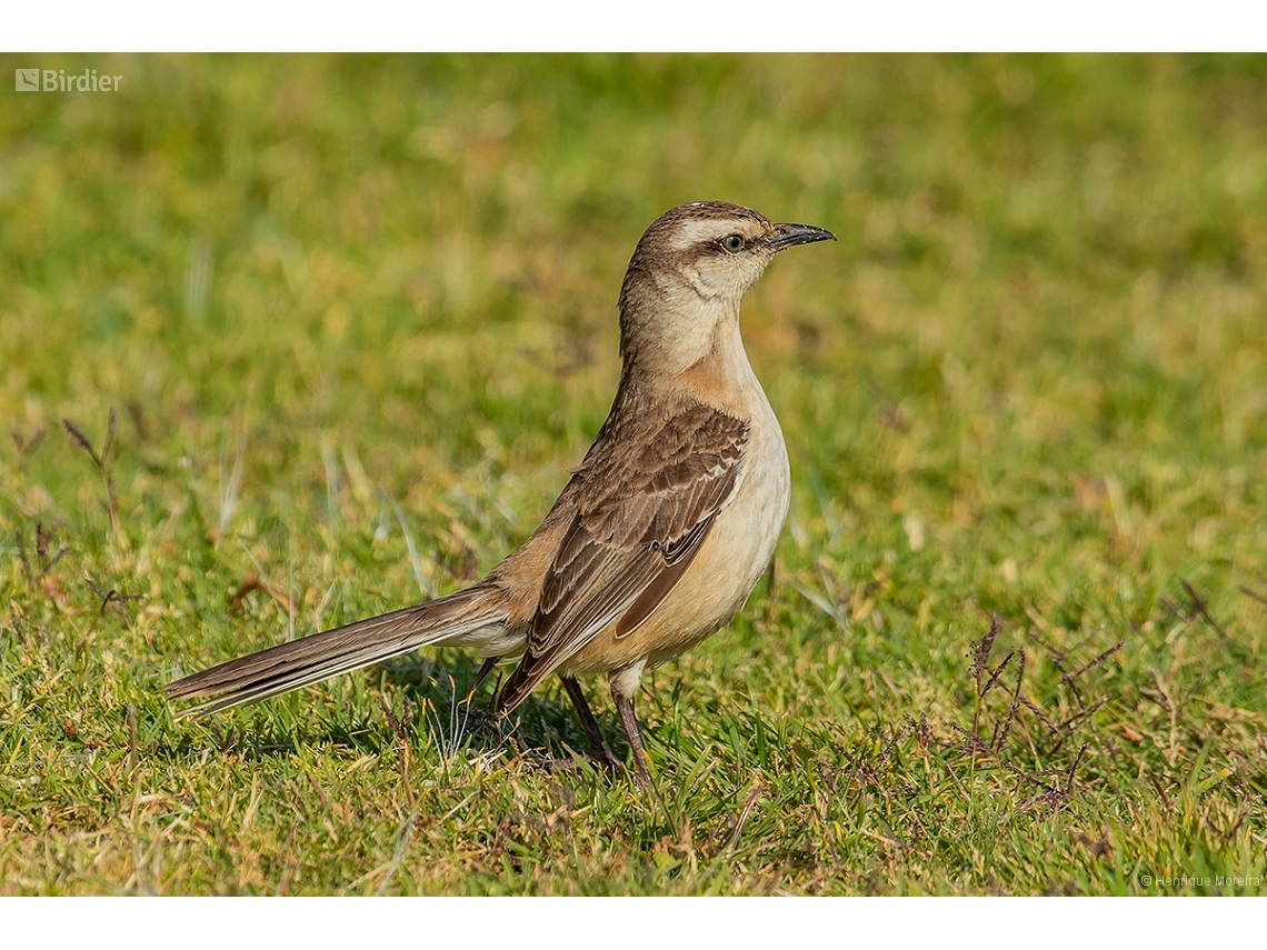 Mimus saturninus