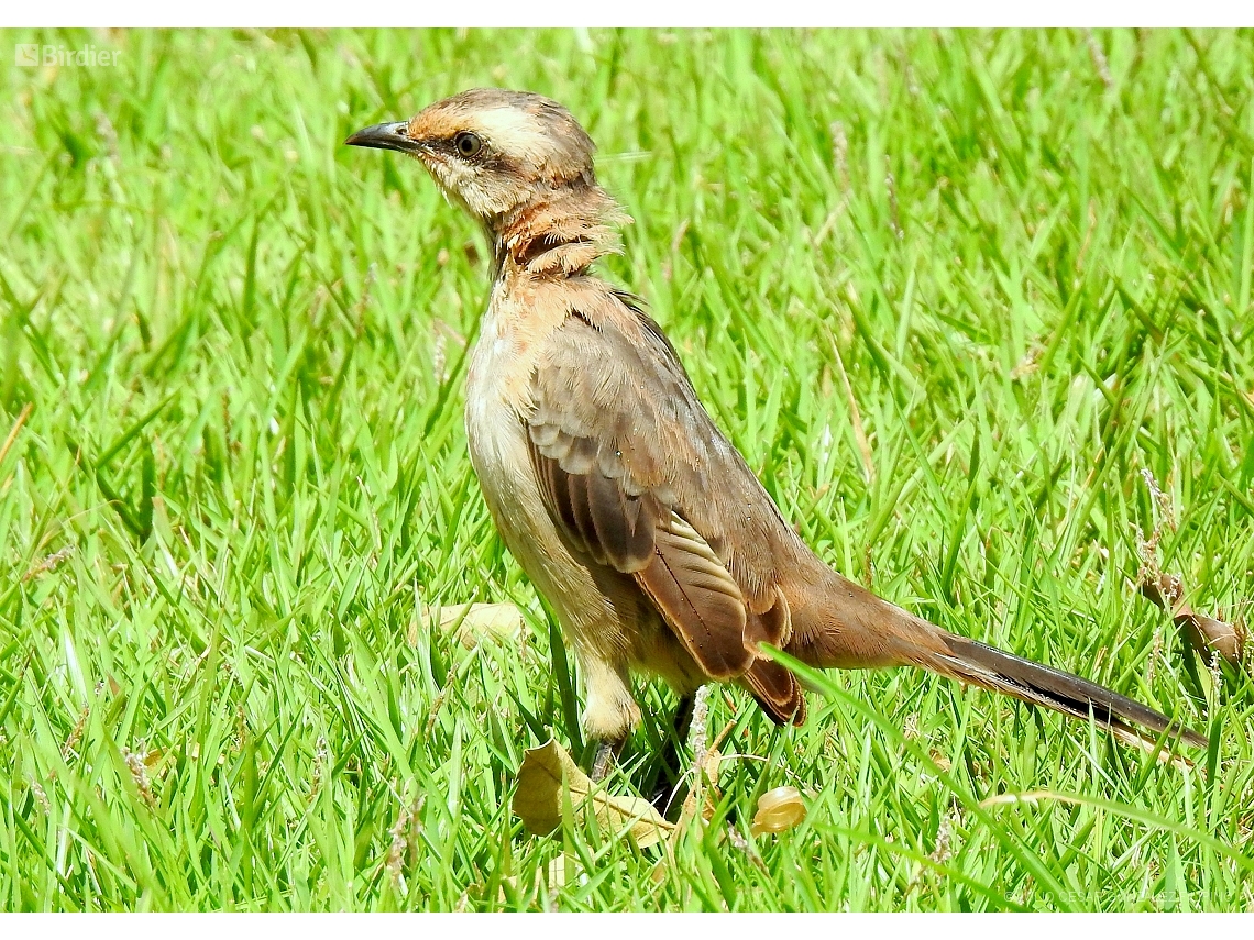 Mimus saturninus