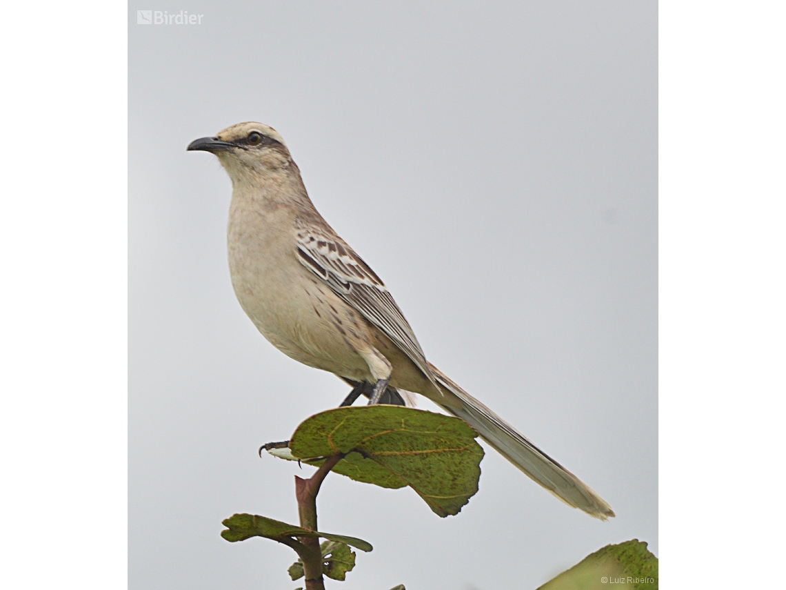 Mimus saturninus