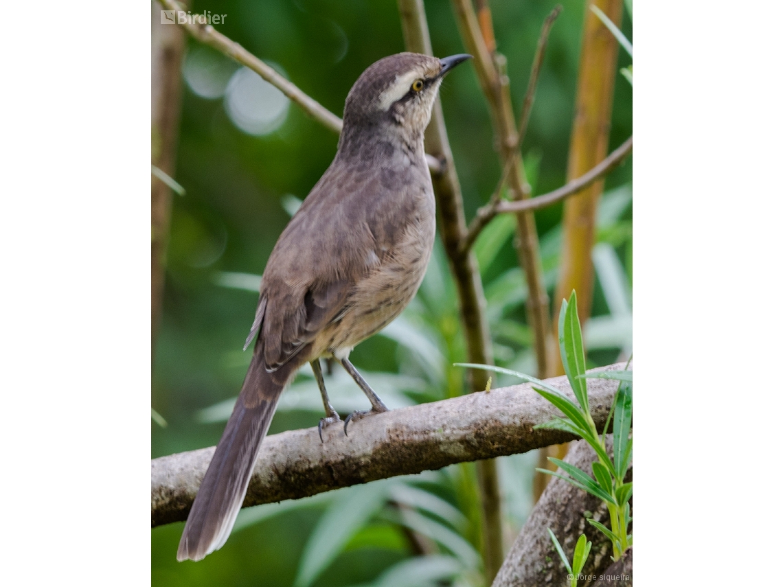 Mimus saturninus