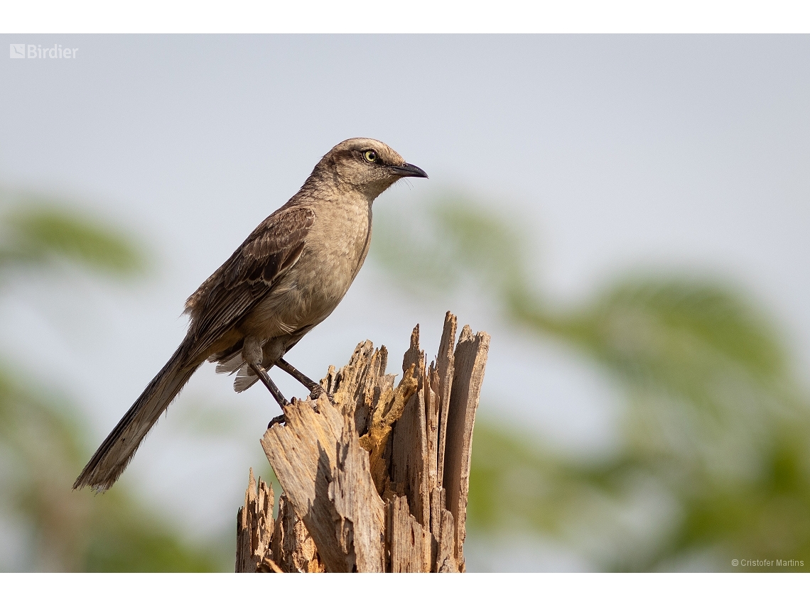 Mimus saturninus