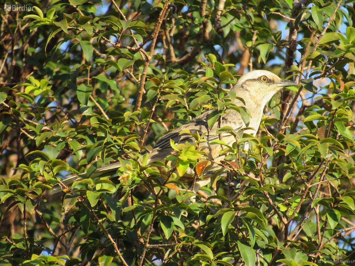 Mimus saturninus