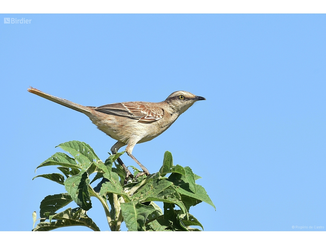 Mimus saturninus