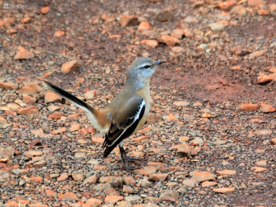 Mimus triurus